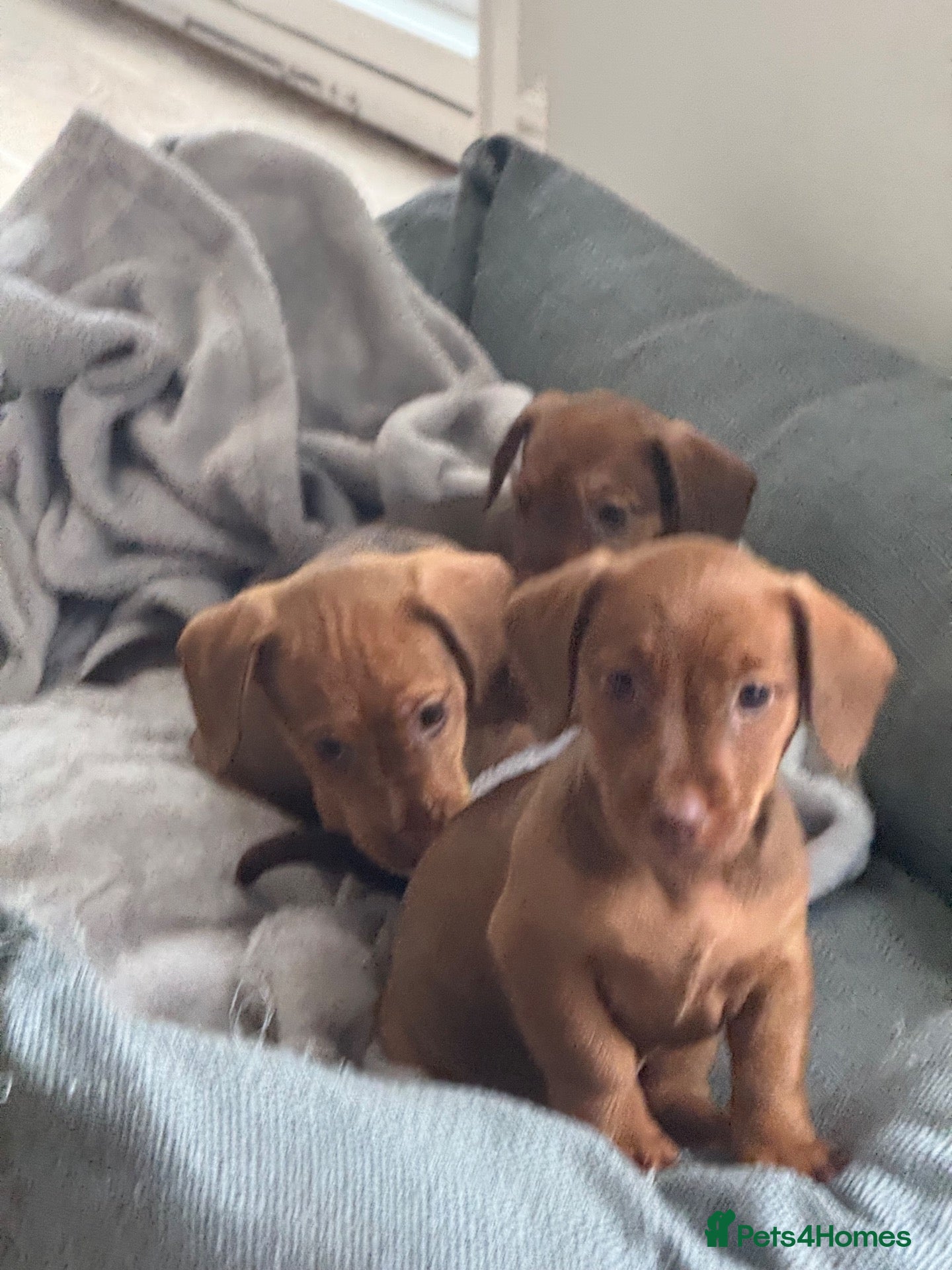 Mixed Breed dogs Patterchshund puppies  - Advert 2