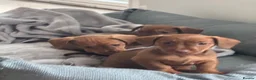 Mixed Breed dogs for sale: Patterchshund puppies  in Liverpool - Advert 2