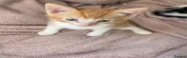 Sweet Orange baby 