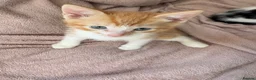 Domestic Shorthair cats for sale: 🐾 Two Little Beauties - Advert 3
