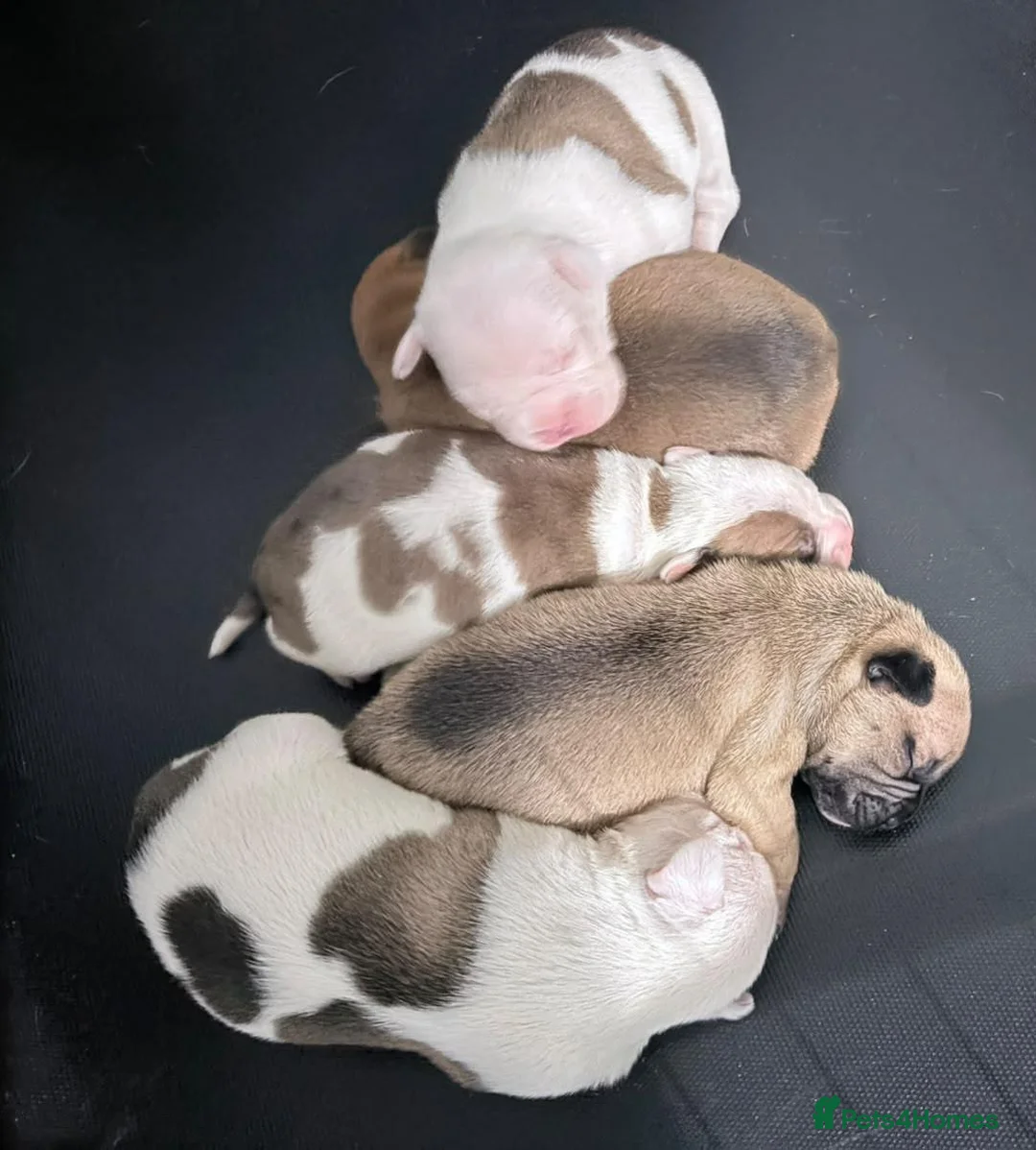 Mixed Breed dogs for sale: 5 beautiful rare French American bulldog puppies. in London - Advert 16