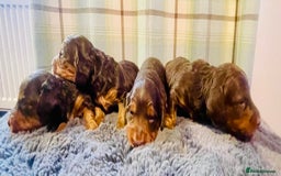 Miniature Dachshund dogs for sale: Gorgeous Long Haired KC Miniature Dachshunds - Image 7
