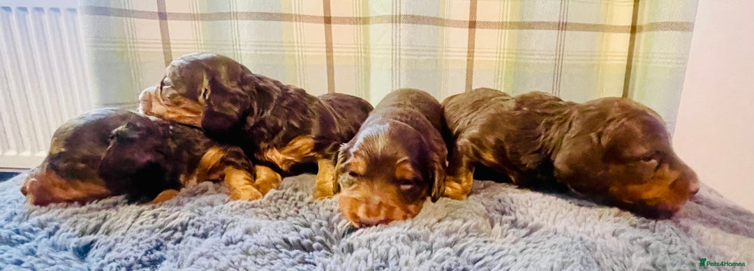 Miniature Dachshund dogs for sale: Gorgeous Long Haired KC Miniature Dachshunds - Image 7