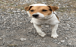 Parson Russell dogs for sale: 2 Female Parsons Jack Russell Terriers 17 months  - Image 6