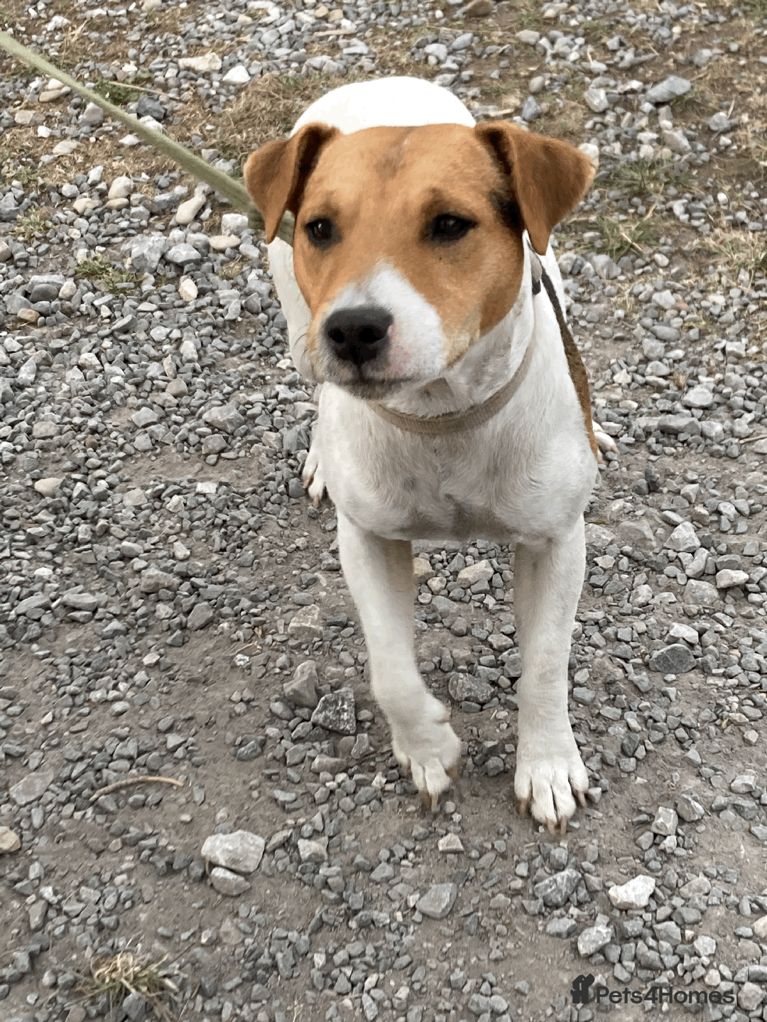 Parson Russell dogs for sale: 2 Female Parsons Jack Russell Terriers 17 months  - Image 6