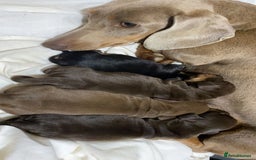 Dachshund dogs for sale: Dachshund puppy’s  - Image 17
