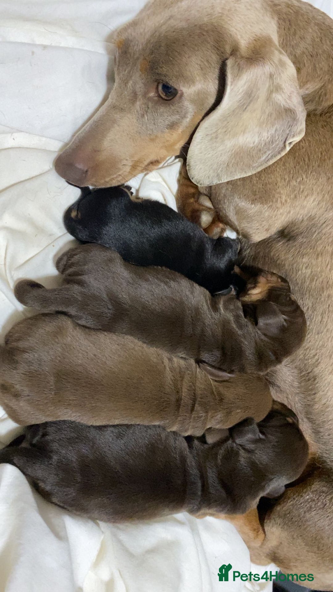 Dachshund dogs for sale: Dachshund puppy’s  - Image 17