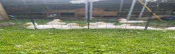 Ducks poultry for sale: 8x pure white Call Ducks in Warrington - Advert 4