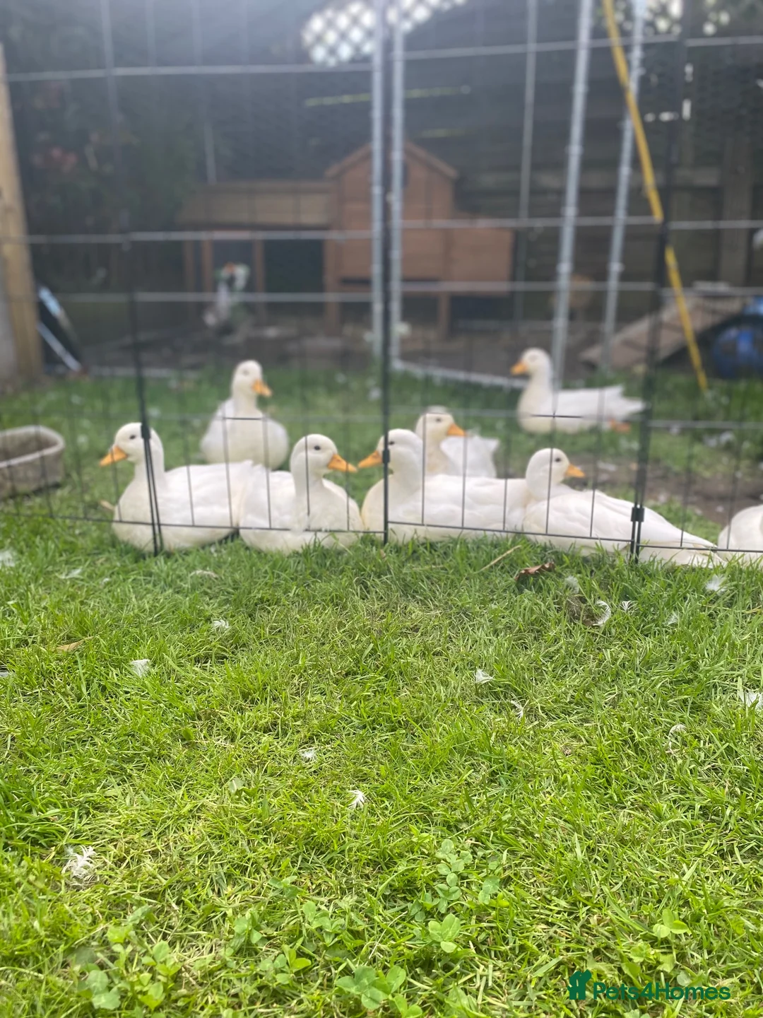 Ducks poultry for sale: 8x pure white Call Ducks in Warrington - Advert 4