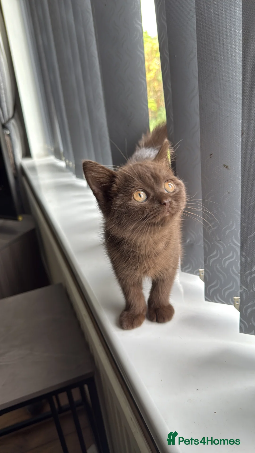 British Shorthair cats for sale: Rare GCCF Cinnamon British Shorthair Male Kitten - Advert 13