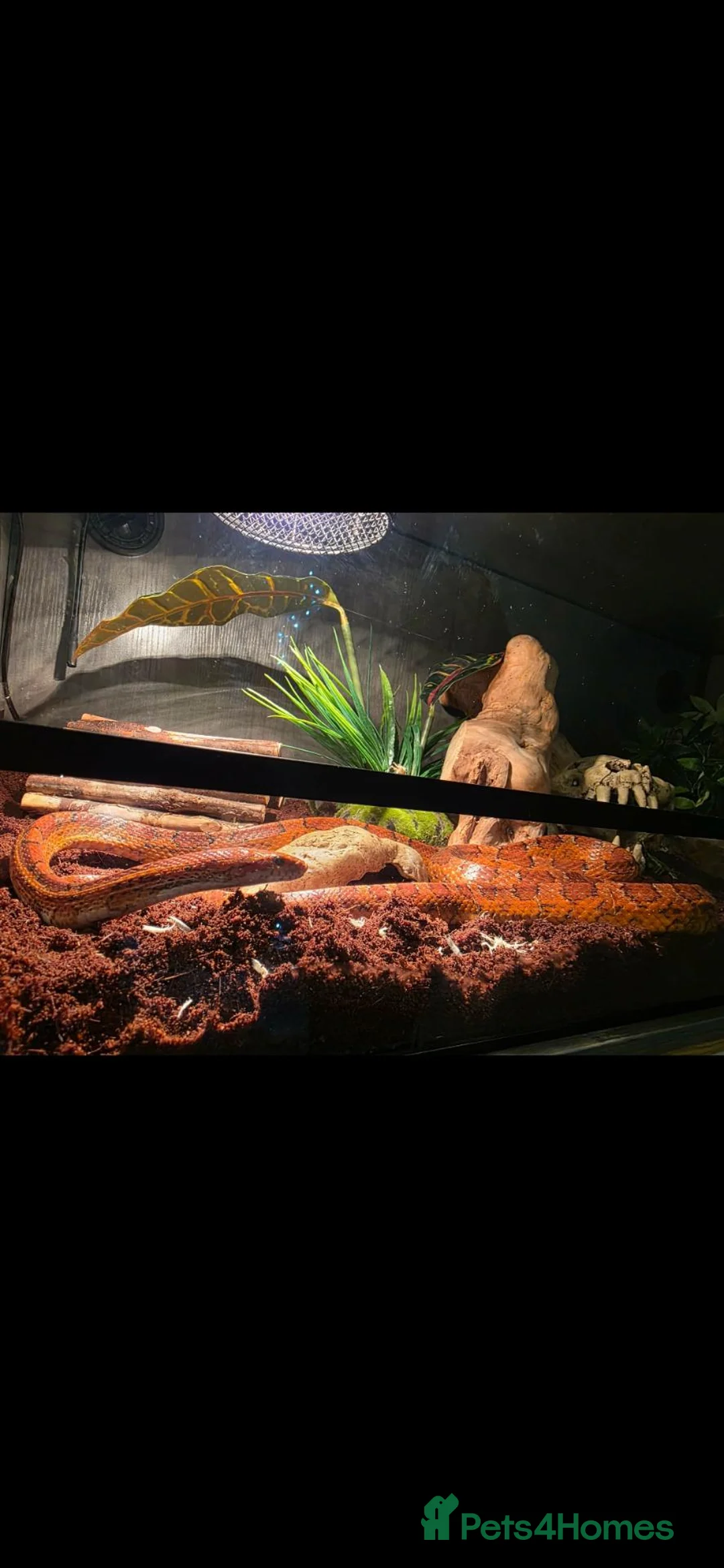 Corn Snake reptiles for sale: Female Corn snake with viv + extras in South Shields - Advert 2