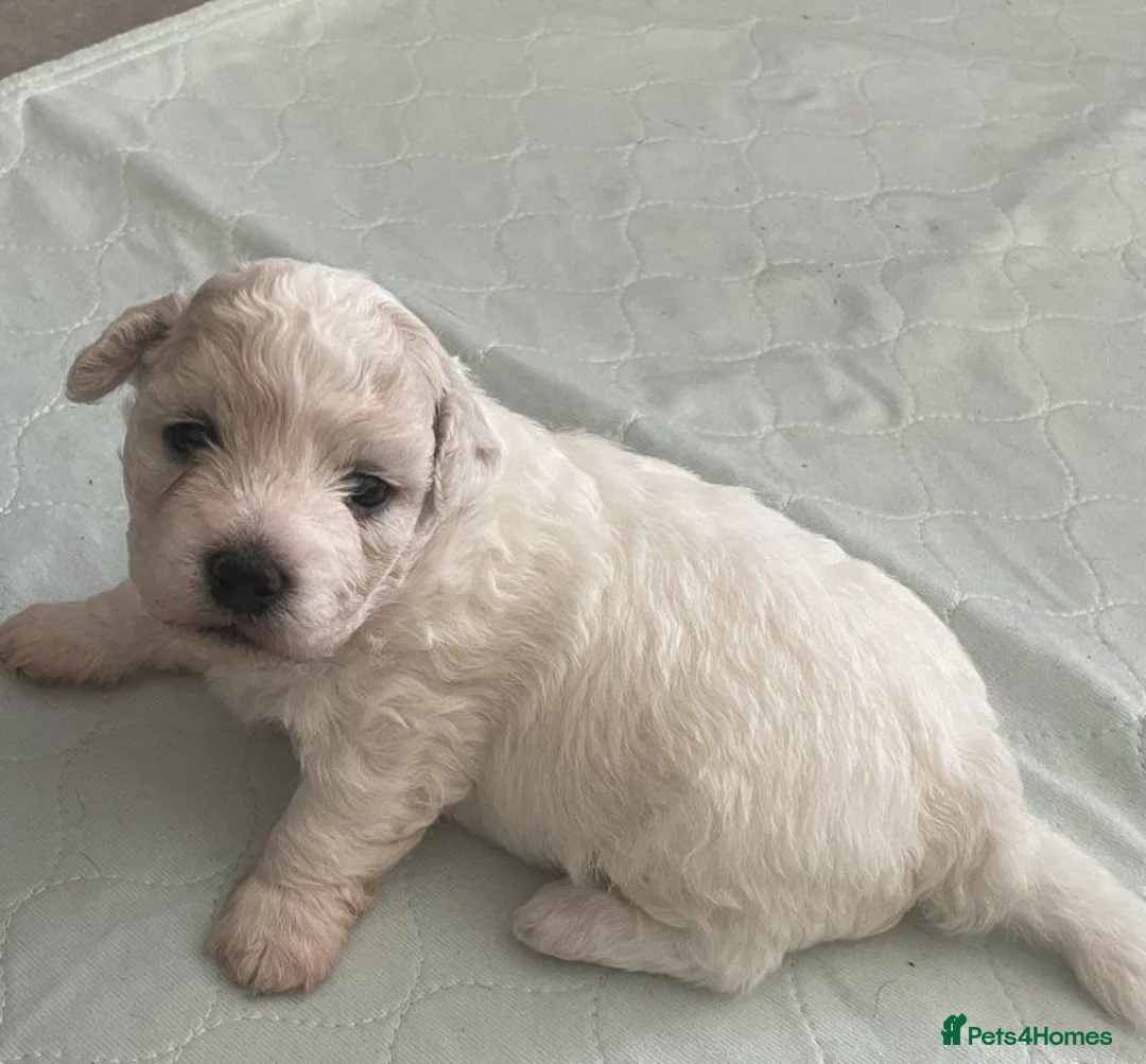 Bichon Frise dogs for sale: Adorable Bichon Puppies Available in Manchester - Advert 4