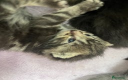 British Shorthair cats for sale: Lovely kittens - Image 4