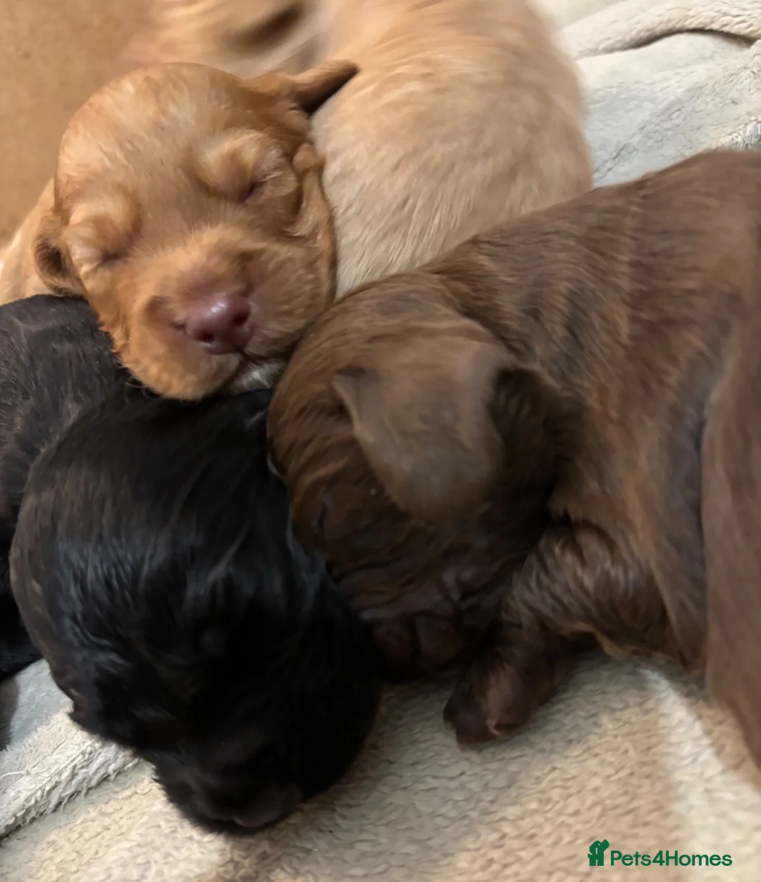 Cocker Spaniel dogs for sale: Cocker Spaniel - Advert 13