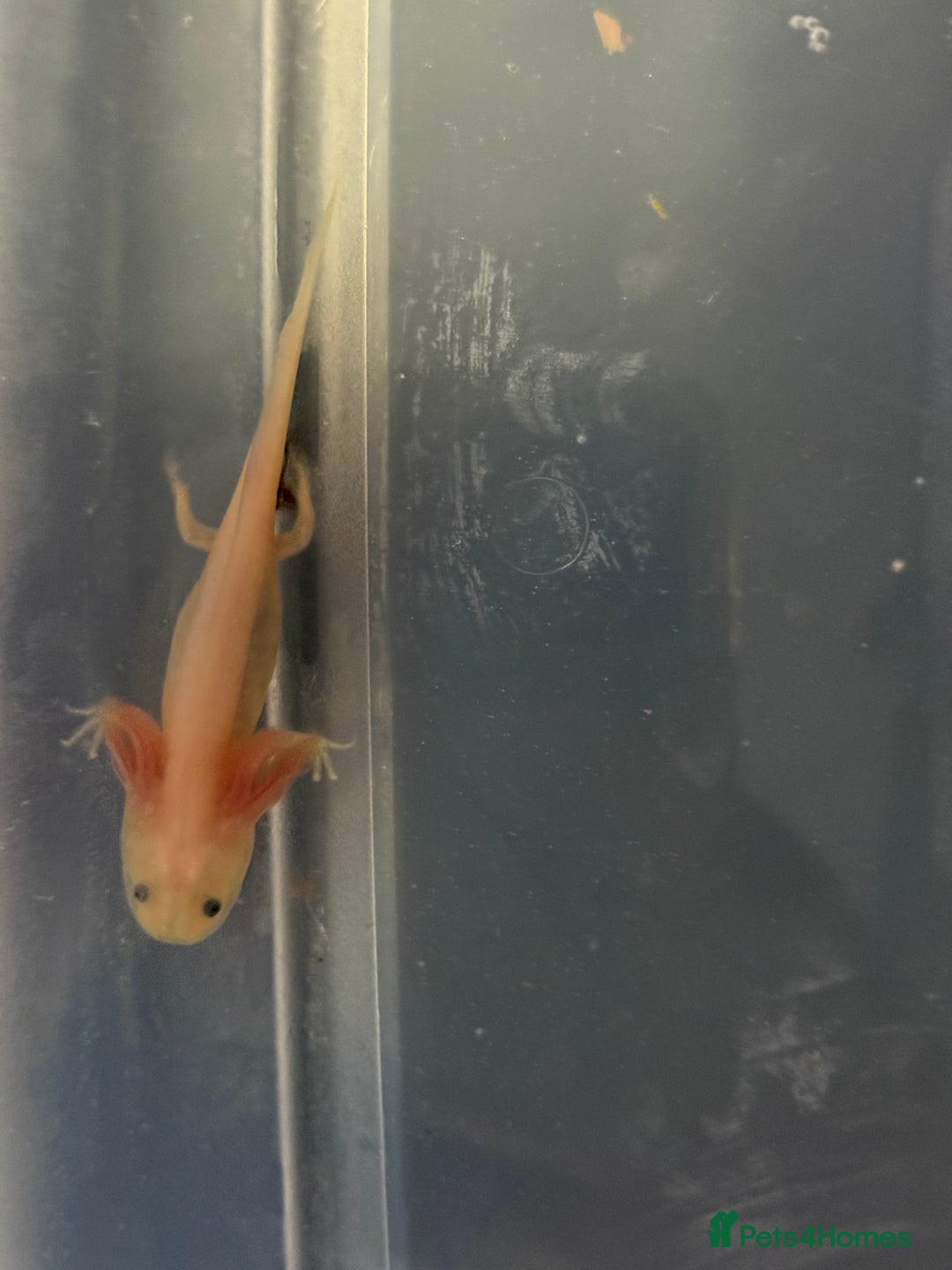 Axolotl reptiles for sale: Baby axolotls  - Advert 1
