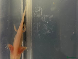 Axolotl reptiles Baby axolotls - Advert 3