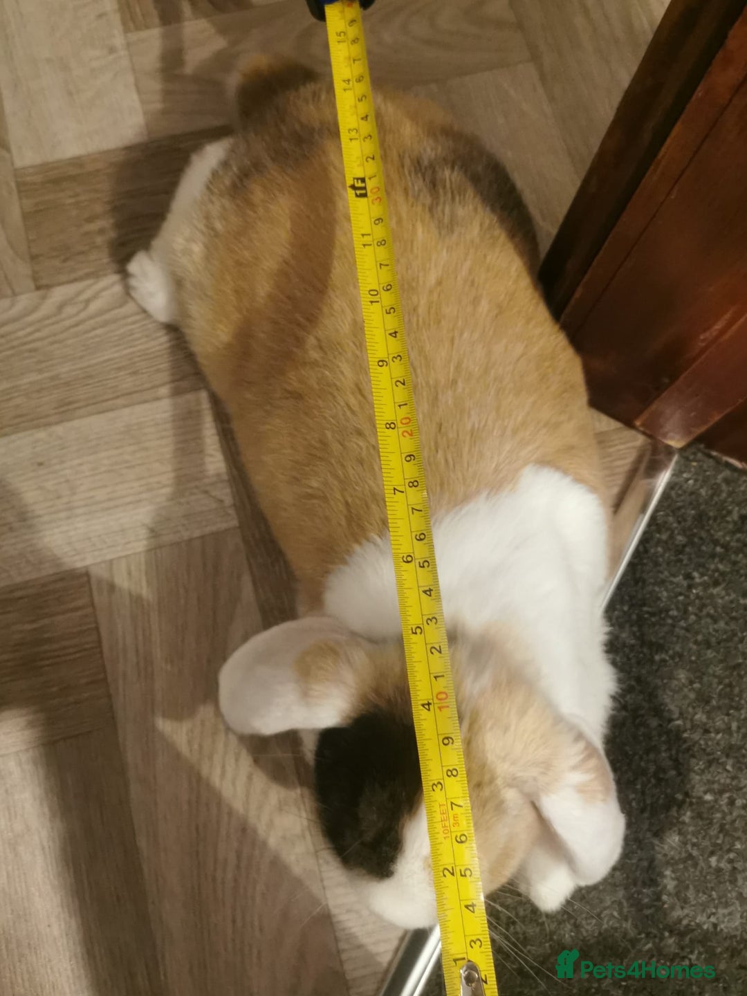 Mixed Breed rabbits for sale: Bunny - Advert 5