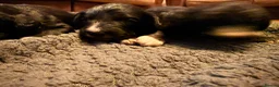 Bordoodle dogs for sale: Border doodle puppies - Advert 6