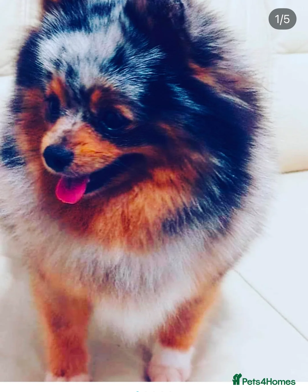Pomeranian dogs for sale: STUNNING ONE OF A KIND ADULT POM  - Advert 1