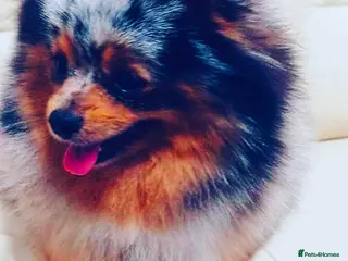 Pomeranian dogs STUNNING ONE OF A KIND ADULT POM - Advert 3