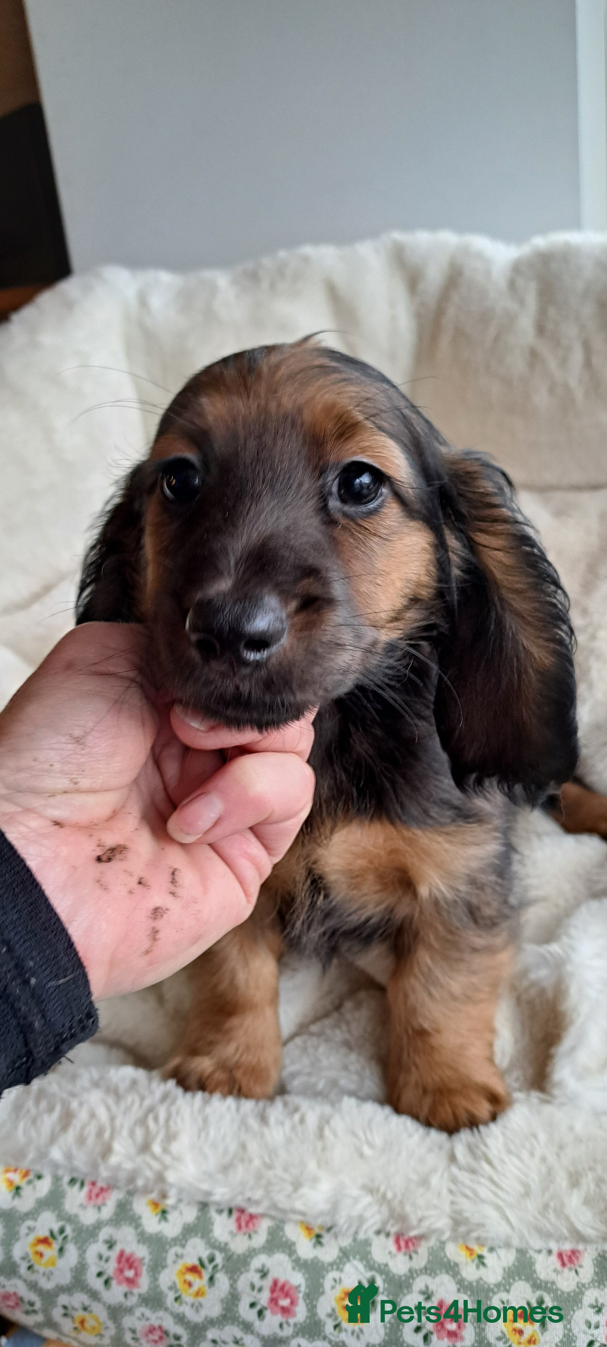 Miniature Dachshund dogs Kc. Healthtested Miniature Longhaired Dachshund - Advert 1