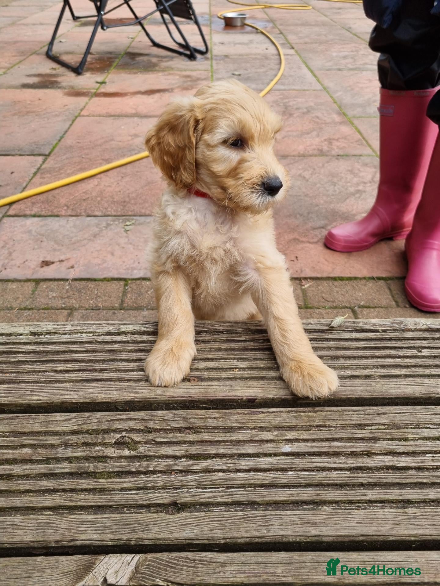 Goldendoodle dogs Last Fox red girl! Last 2 Goldendoodle Boys - Advert 2