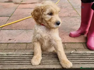 Goldendoodle dogs Last Fox red girl! Last 2 Goldendoodle Boys - Advert 2