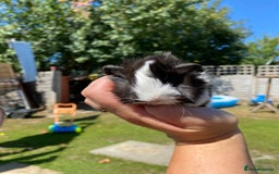 Guinea Pig rodents for sale: Peruvian cross Silkie Longhaired Guineapig Babies - Image 10