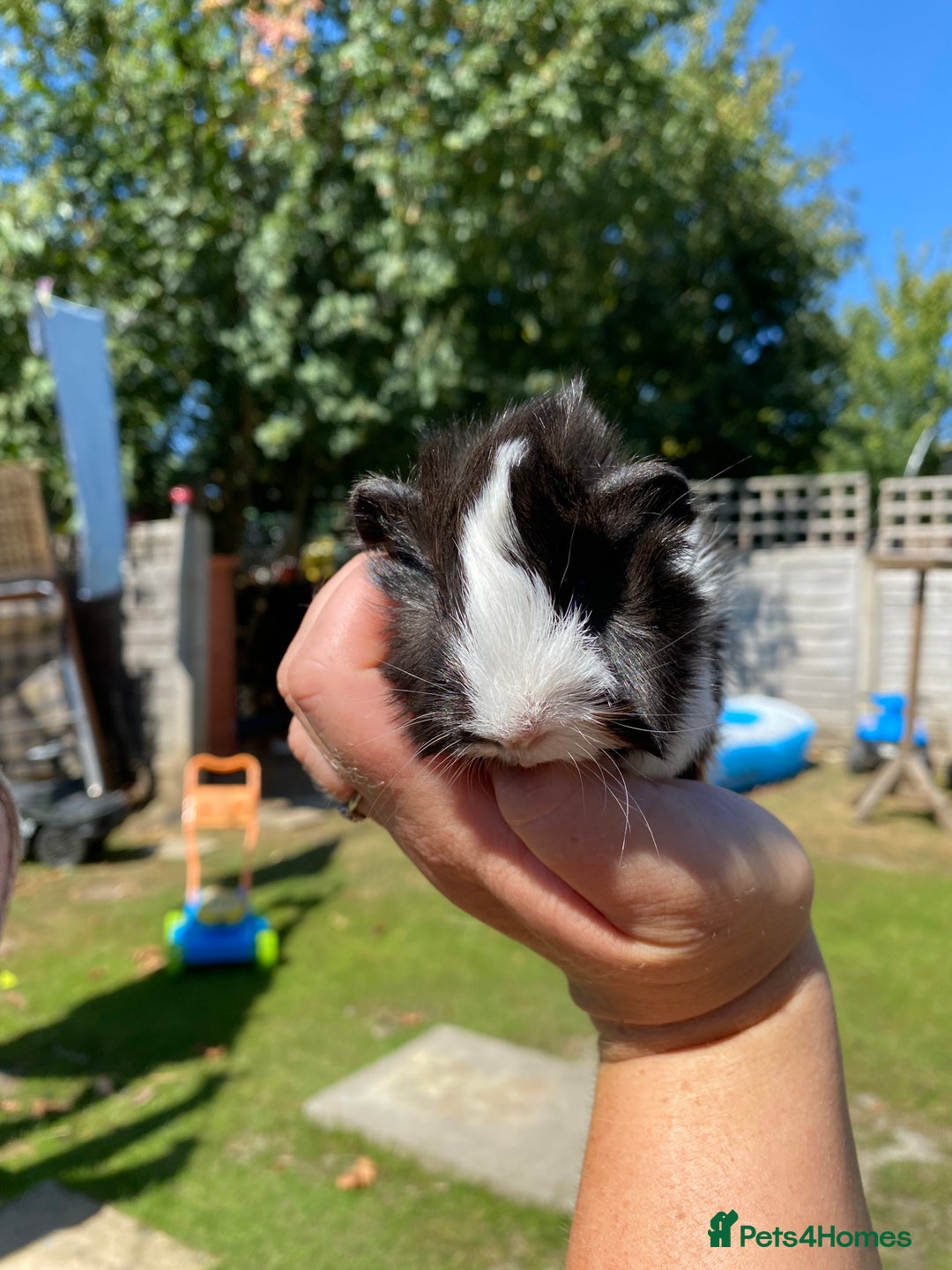 Guinea Pig rodents for sale: Peruvian cross Silkie Longhaired Guineapig Babies - Image 10