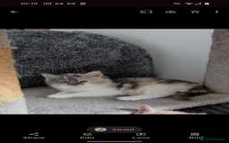 Mixed Breed cats for sale: Beautiful healthy kittens - ONLY 2 AVAILABLE 😍😍 - Image 34