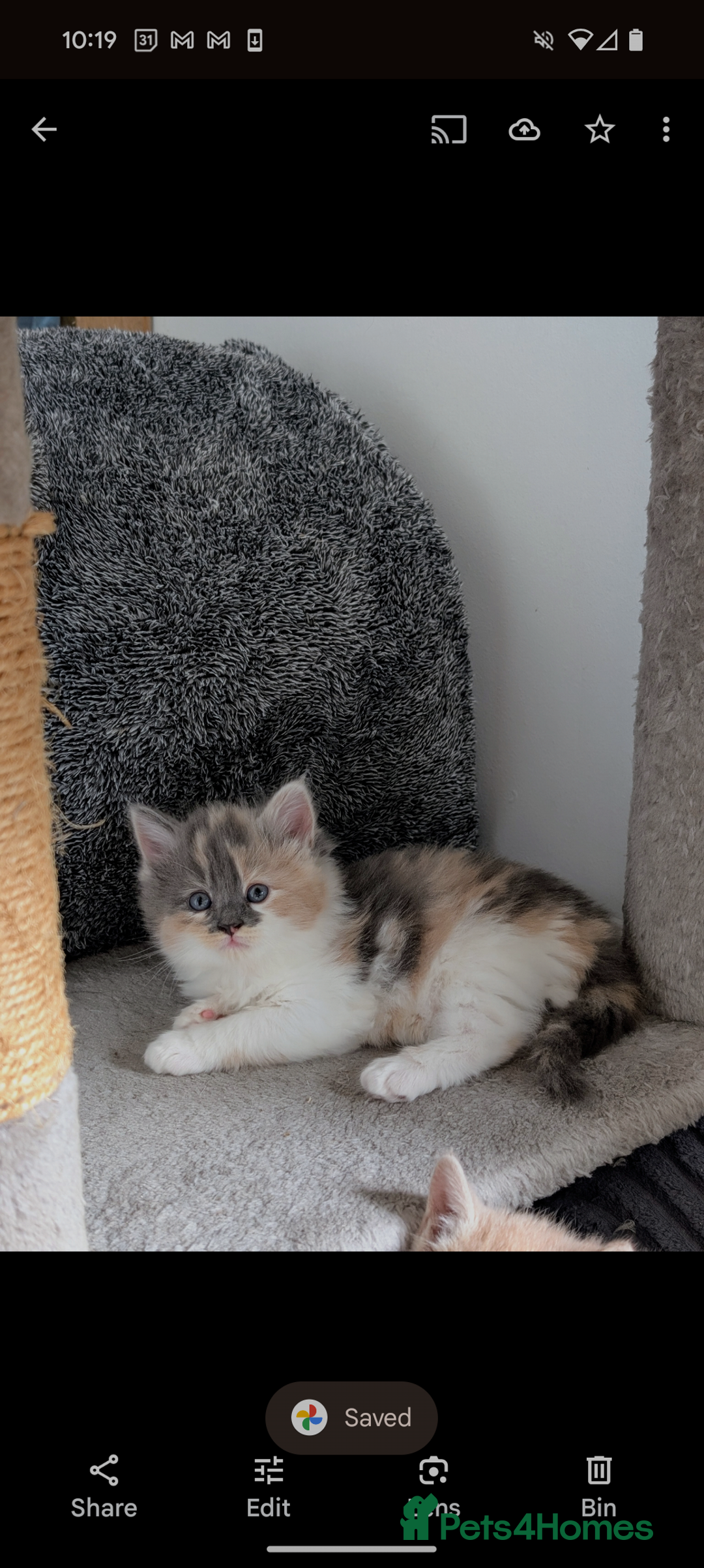 Mixed Breed cats for sale: Beautiful healthy kittens - ONLY 2 AVAILABLE 😍😍 - Image 34
