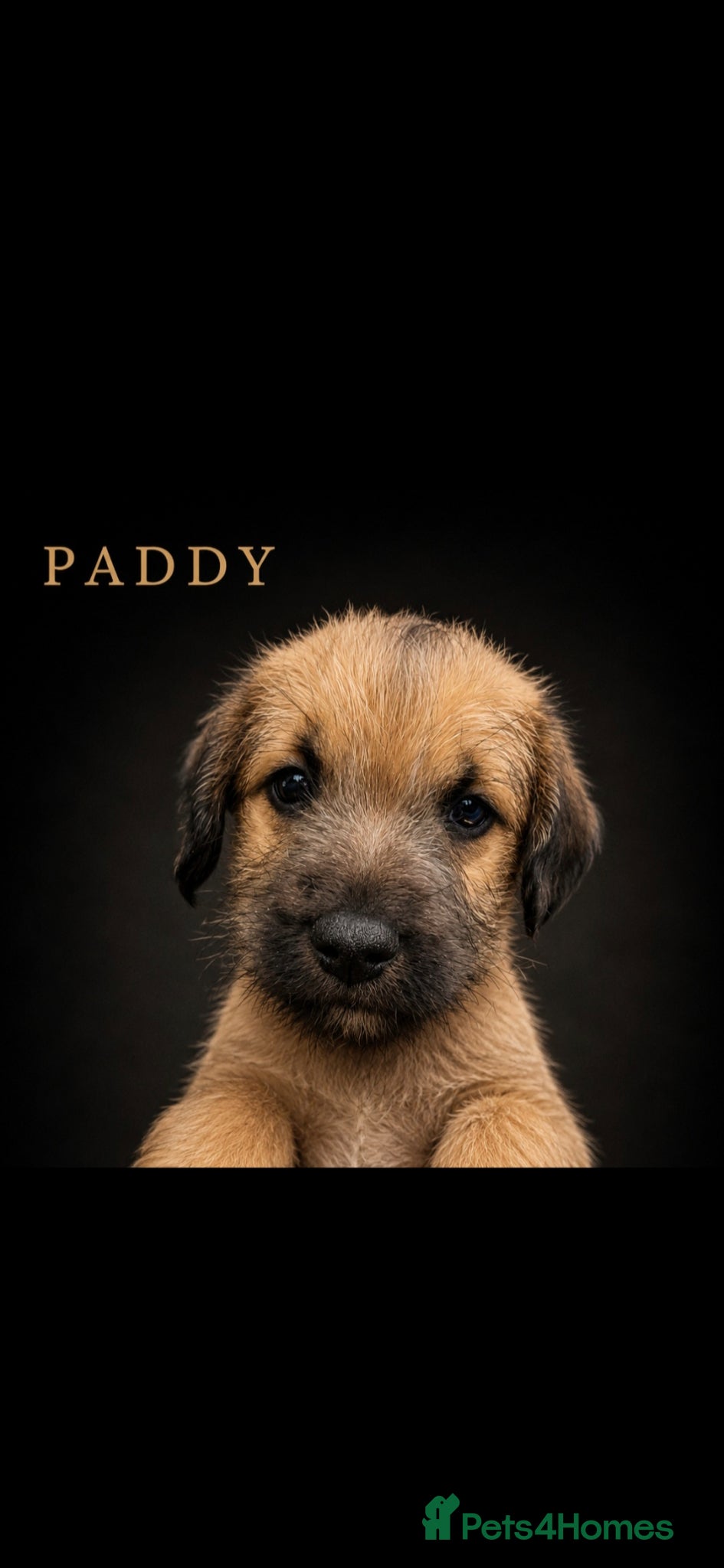 Mixed Breed dogs Bedlington whippet. Woody & Paddy - Advert 16