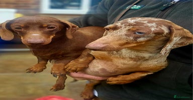 Miniature Dachshund dogs - Advert 4