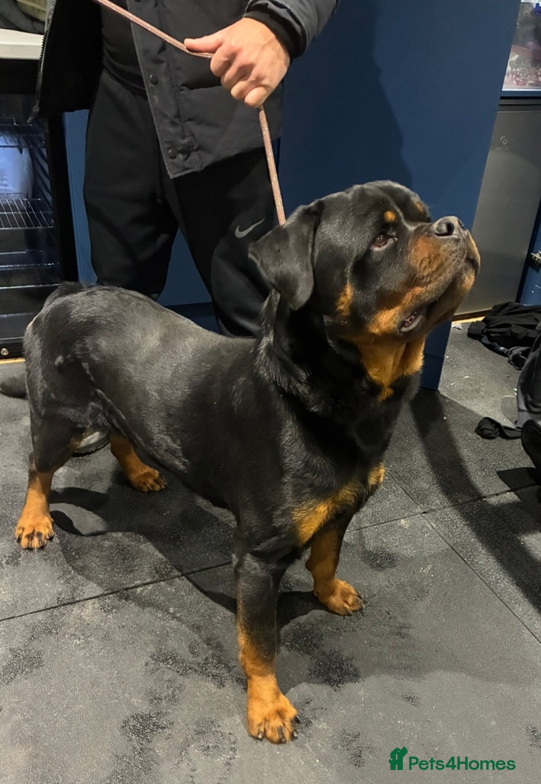 Rottweiler dogs for sale: 🤎🖤🦍 KC REGISTERED 5 ⭐️ BREEDER - Advert 28