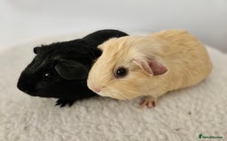 Guinea Pig rodents for sale: Lots of gorgeous boy guinea pigs in Faringdon - Image 6