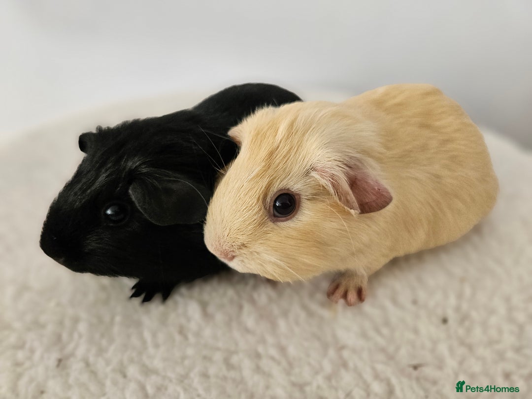 Guinea Pig rodents for sale: Lots of gorgeous boy guinea pigs in Faringdon - Image 6