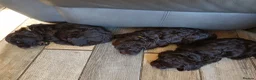 Cockapoo dogs for sale: Chocolate cockatoo x 3 dog in Maesteg - Advert 1