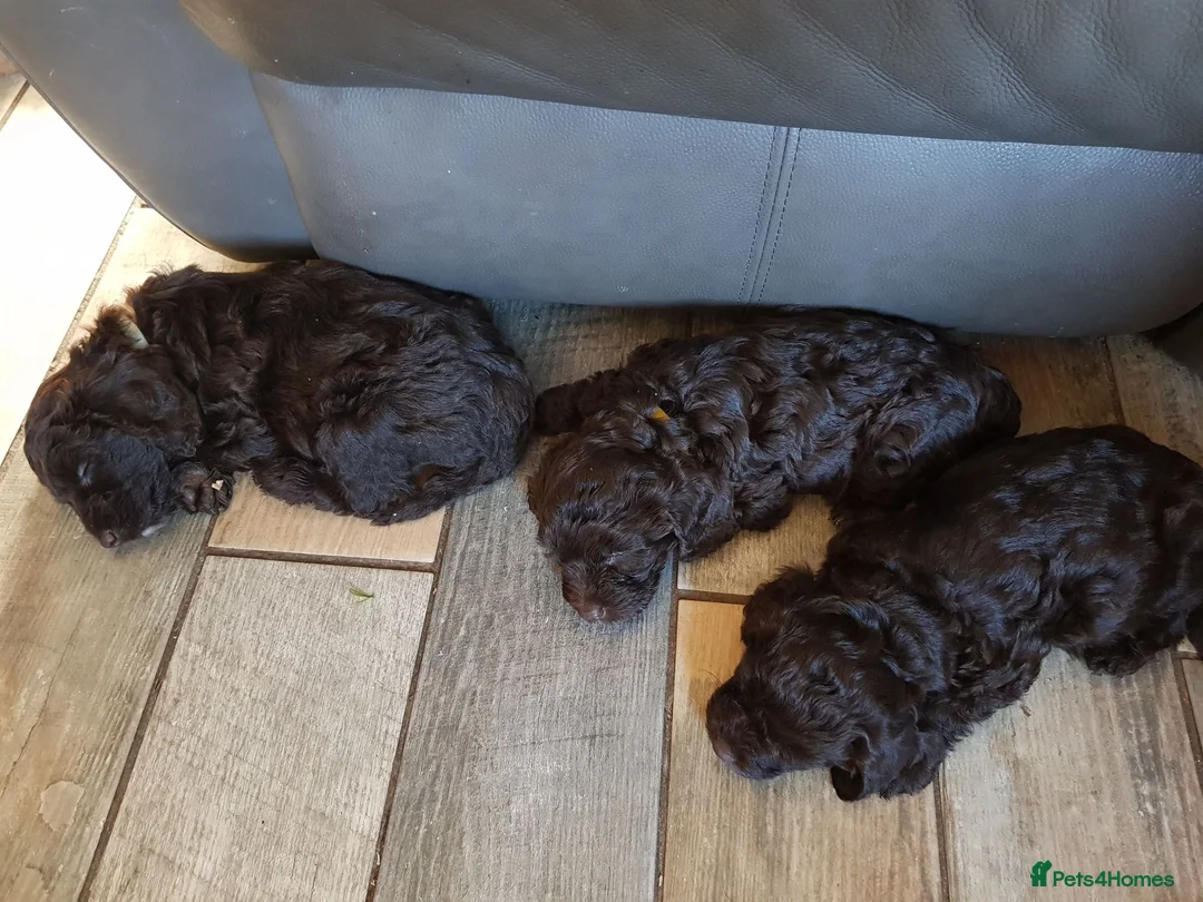 Cockapoo dogs for sale: Chocolate cockatoo x 3 dog in Maesteg - Advert 1