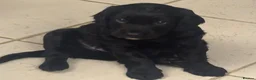 Cocker Spaniel dogs for sale: Beautiful Working Cocker Spaniel Puppies - Advert 3