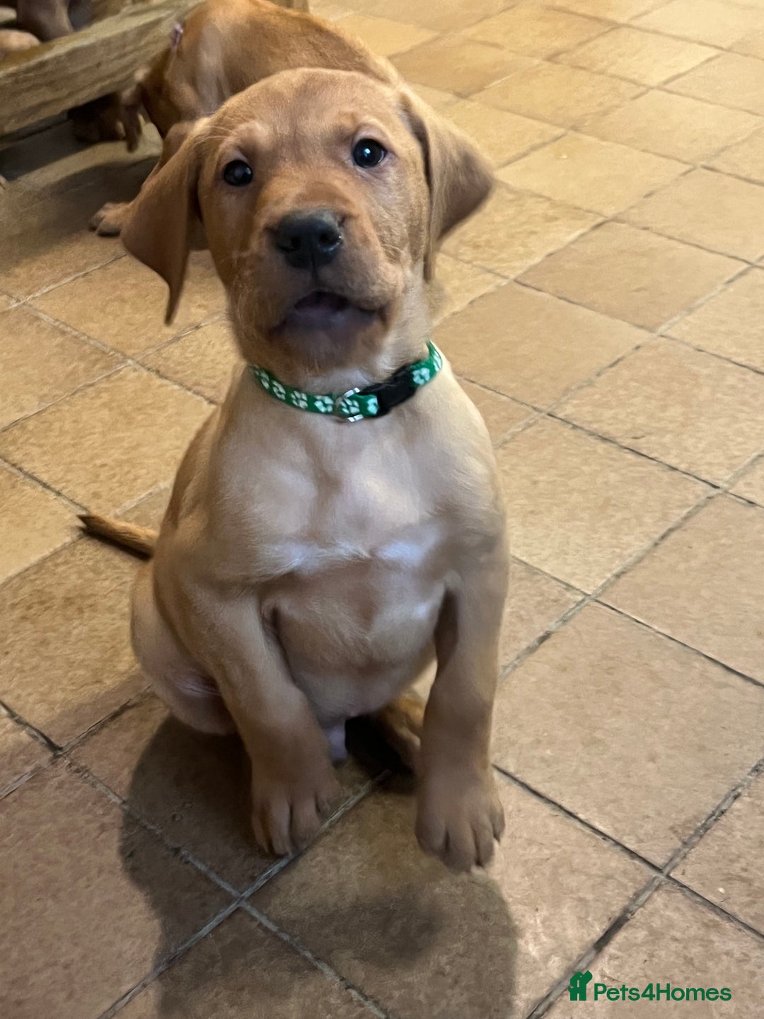 Mixed Breed dogs for sale: HUNGARIAN VIZSLA x FOX RED LABRADOR  - Advert 22