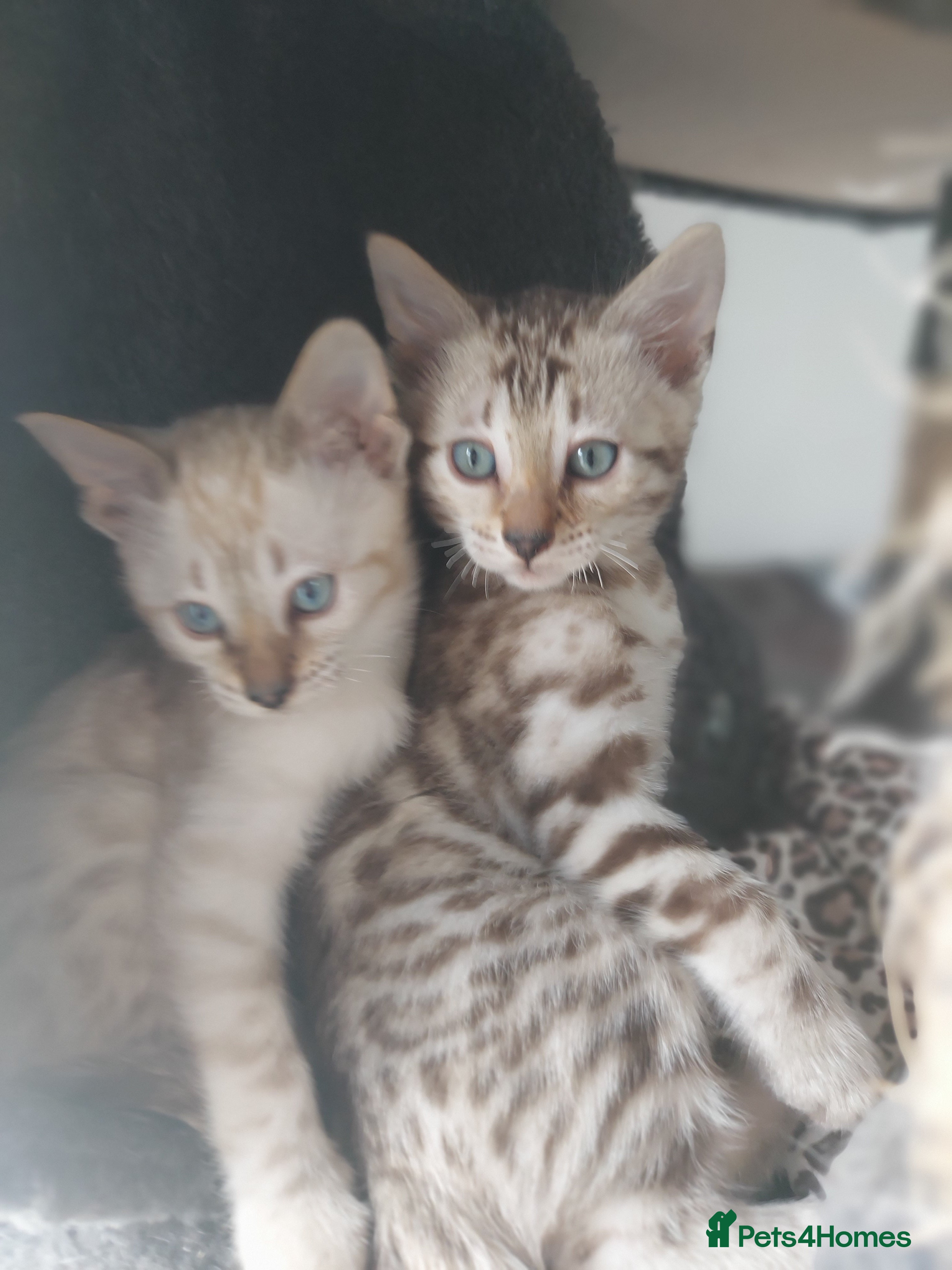 Bengal cats for sale: Pedigree Snow Bengal Kittens  - Advert 16