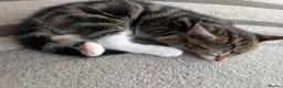 Mixed Breed cats for sale: Kittens  - Advert 20