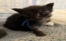 Maine Coon cats for sale: Beautiful XL Maine coon kittens 1 male 1 female  - Image 4
