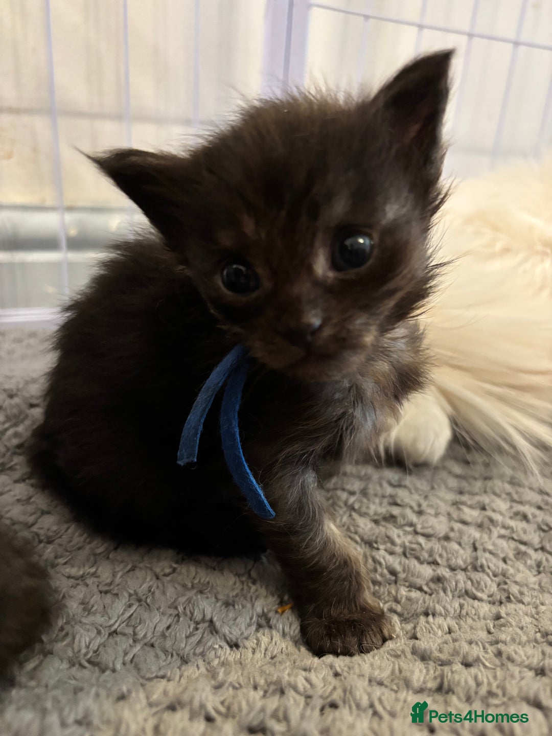 Maine Coon cats for sale: Beautiful XL Maine coon kittens 1 male 1 female  - Image 4