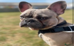French Bulldog dogs for sale: Gorgeous Freddie needs a loving home - Image 5