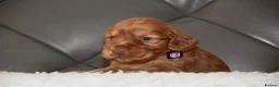 Cocker Spaniel dogs for sale: Kc Reg Show Type Cocker Spaniel  Health Tested - Advert 5