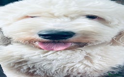 Old English Sheepdog dogs for sale: Old English Sheepdog pups due September  - Image 10