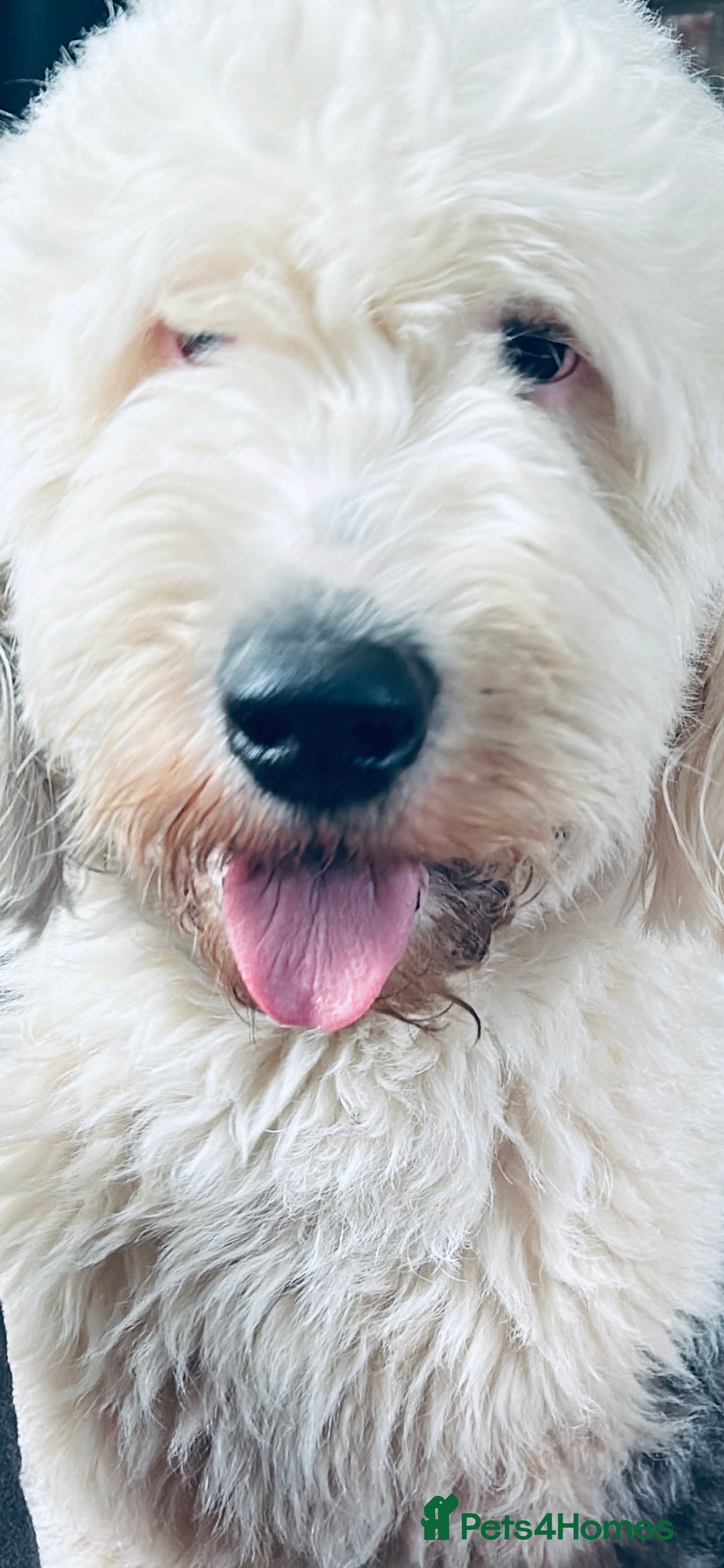 Old English Sheepdog dogs for sale: Old English Sheepdog pups due September  - Image 10