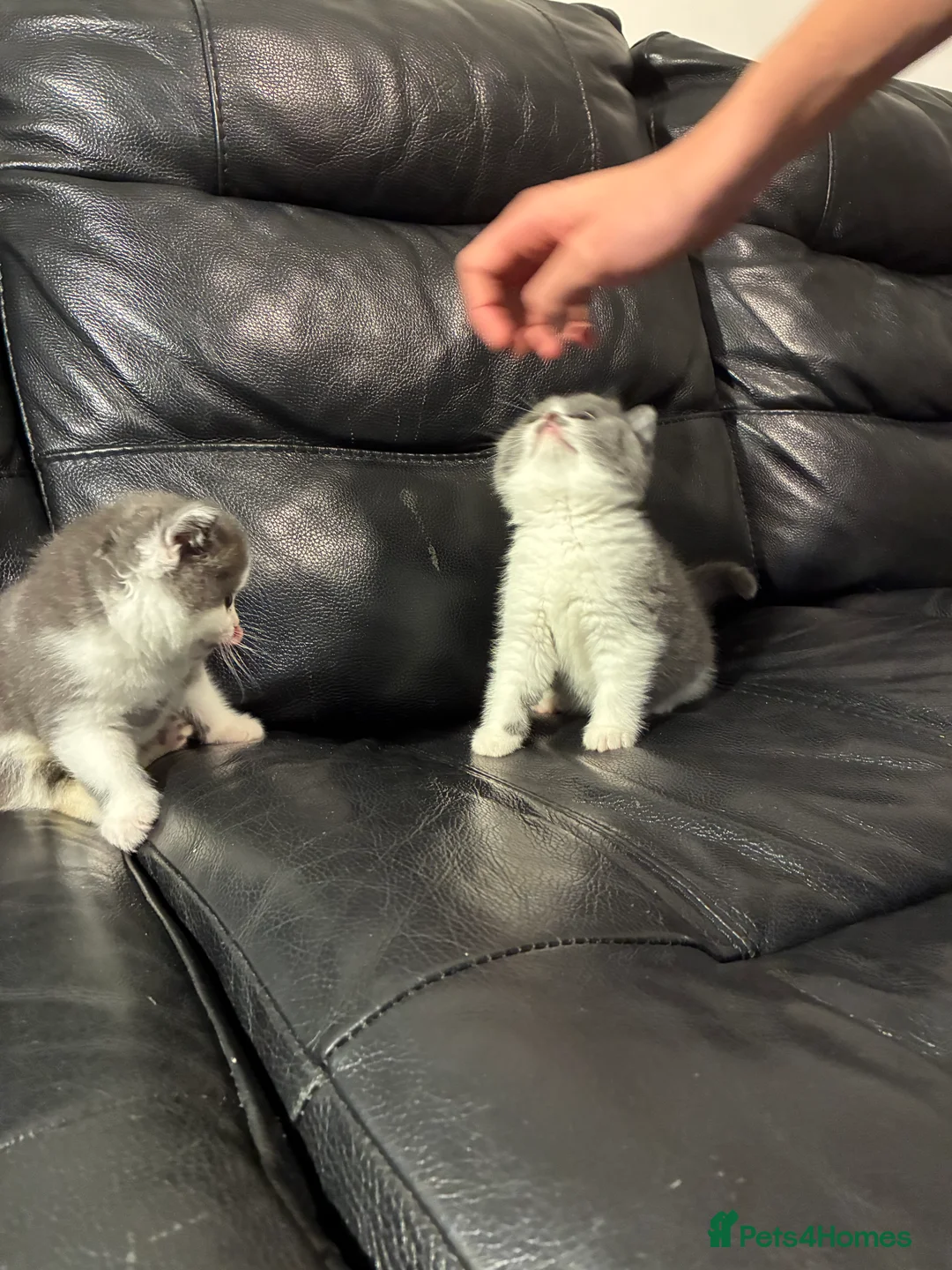 British Shorthair cats for sale: LAST 1 REMAINING BSH TICA KITTENS - Advert 28