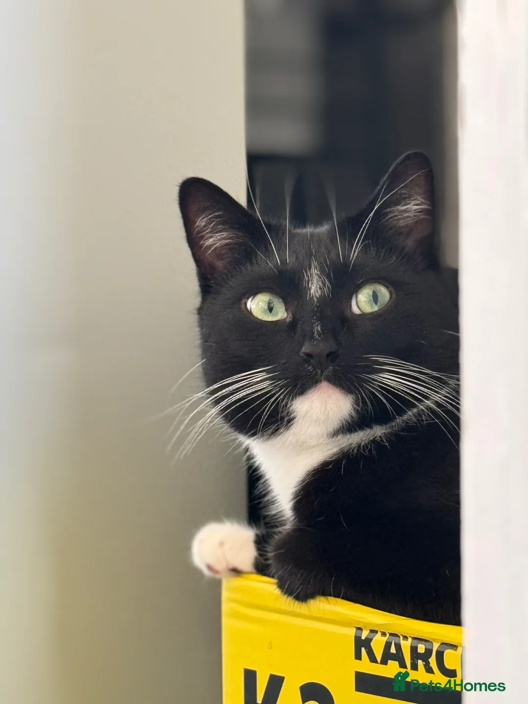 Mixed Breed cats for sale: Tommy 4yr/o tuxedo cat rehome in Leeds - Advert 2